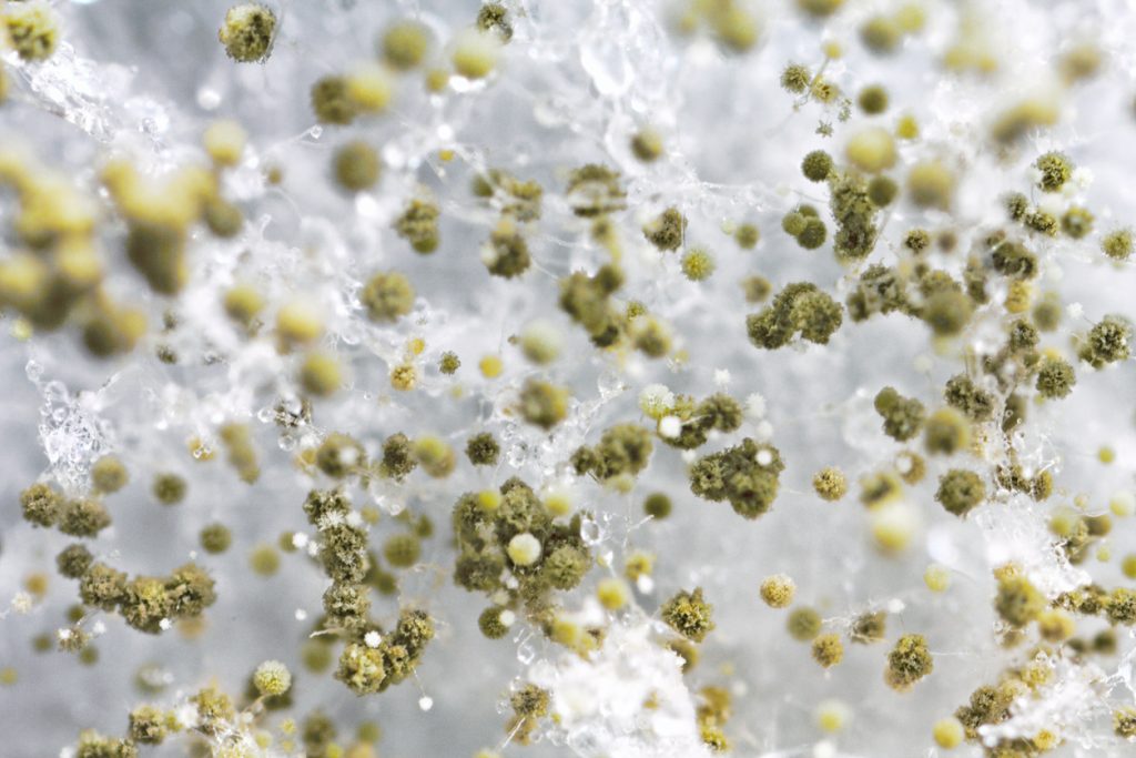 Macro photography of fuzzy mold
