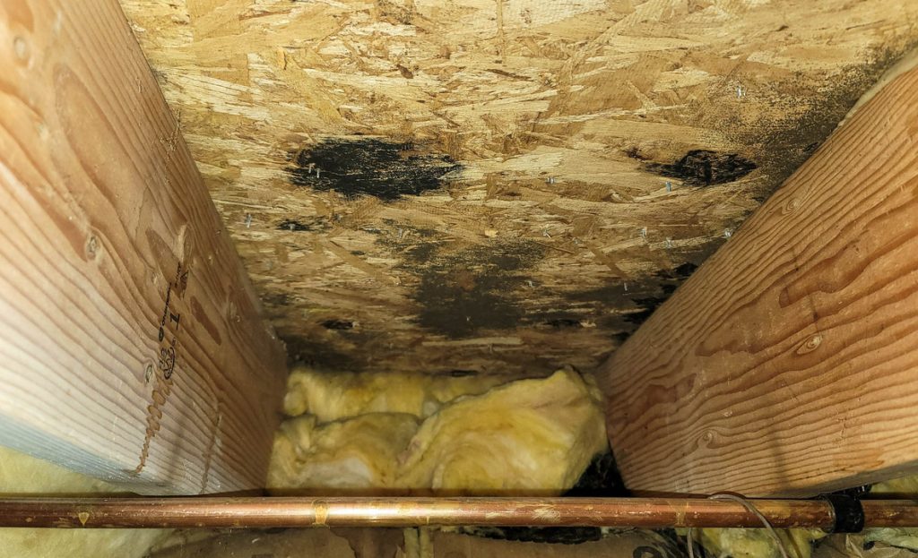 Mold on Subfloor
